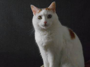 Dramatic Split Lighting Example, Photography Tips for Amateurs