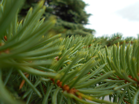 Closeup of a tree branch, no zoom, aperture f.3.4, shutter speed 1/250